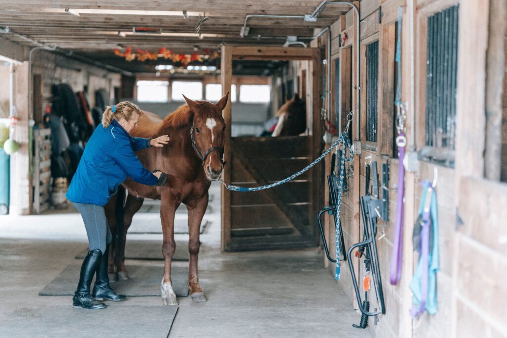 horse grooming kit
