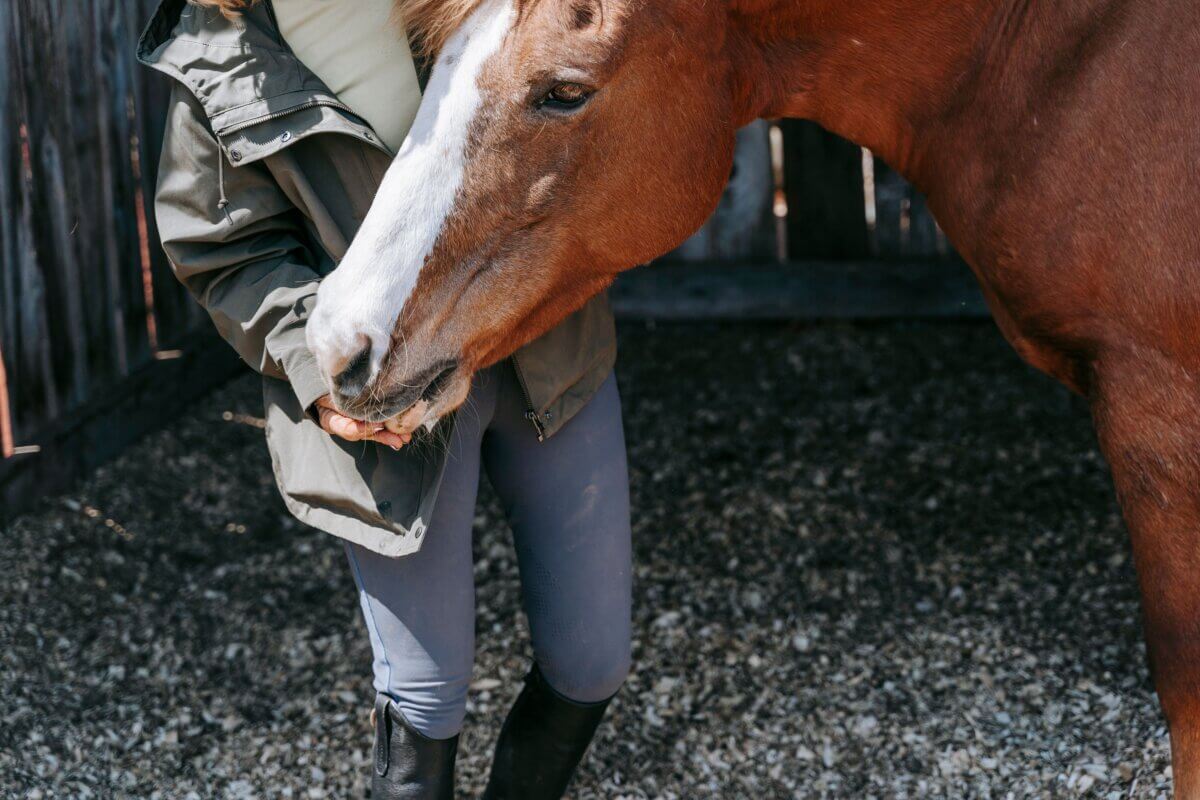 peppermint treats for horses