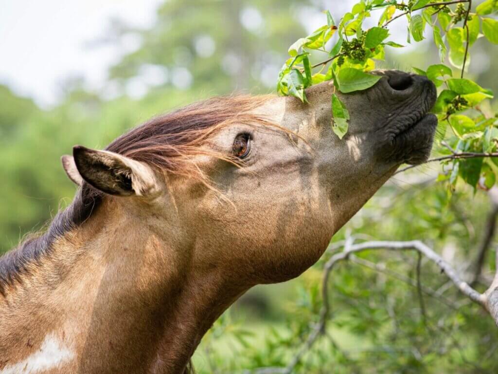 Can Horses Eat Peaches? Things To Know About Stone Fruits