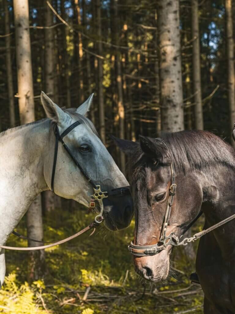 Two horse wearing a hackamore.