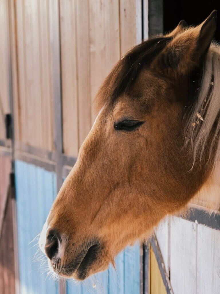 do horses cry
