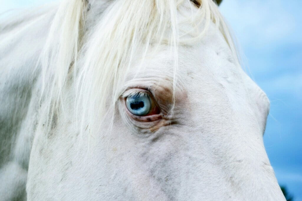 blue eyed horse