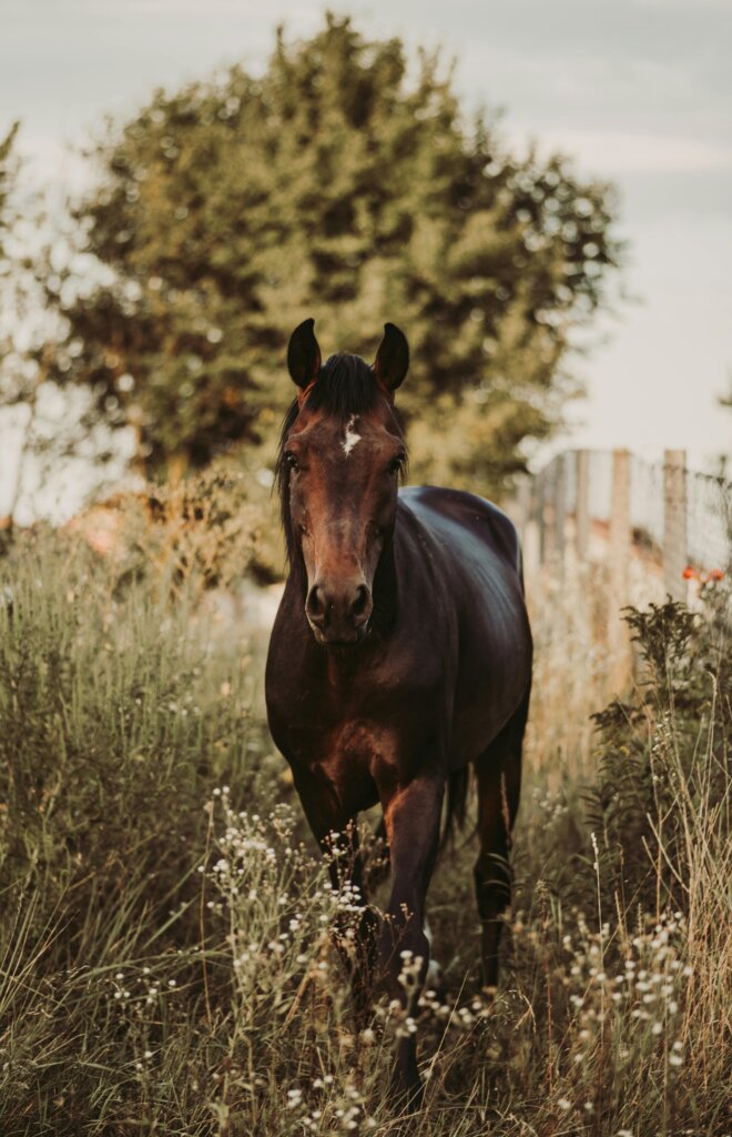 horse vision