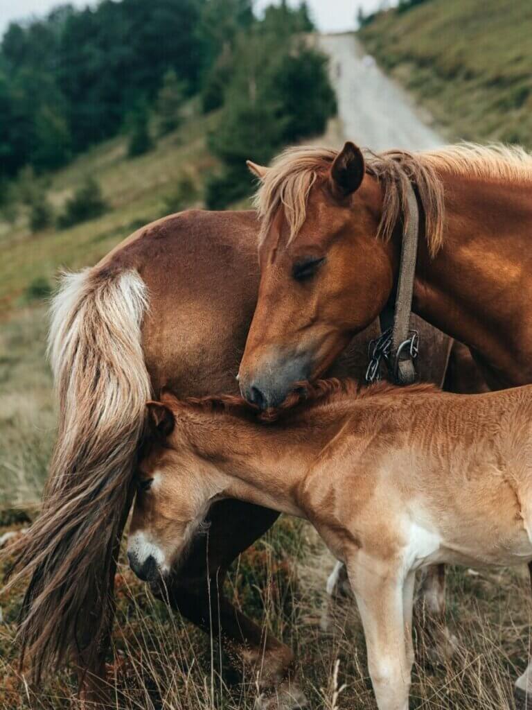 do horses sleep with their eyes open