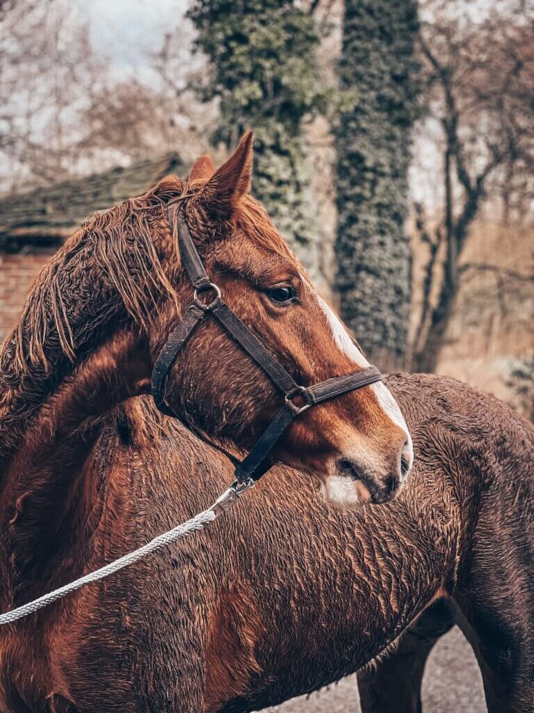 horse bathing