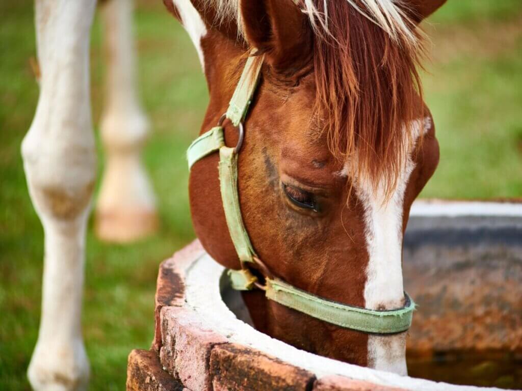 hoof moisturizer for horses
