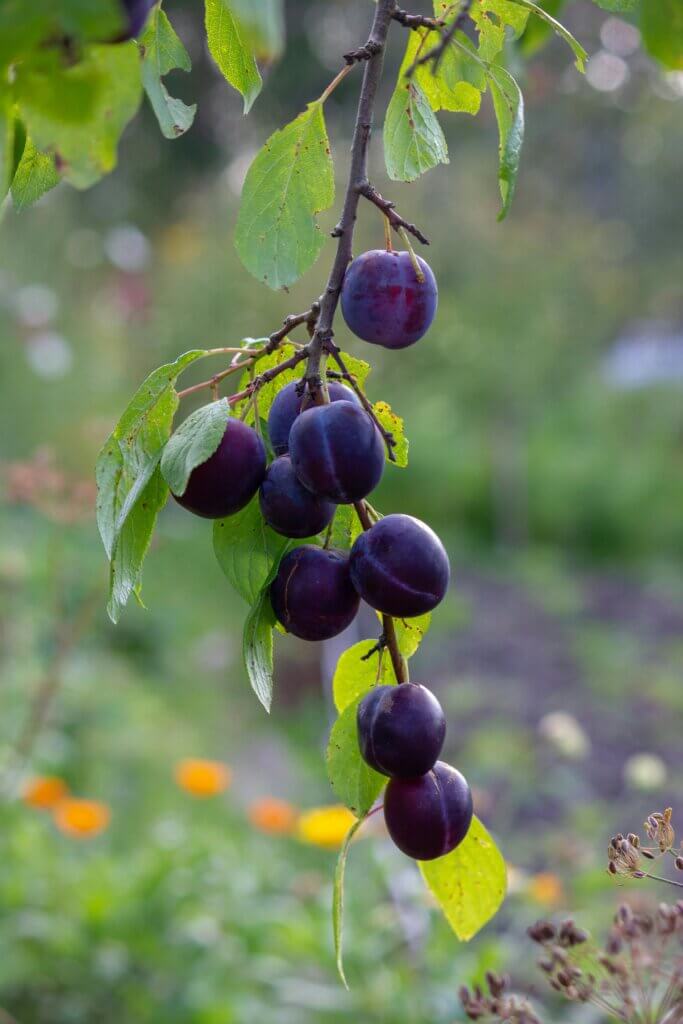 can horses eat plums