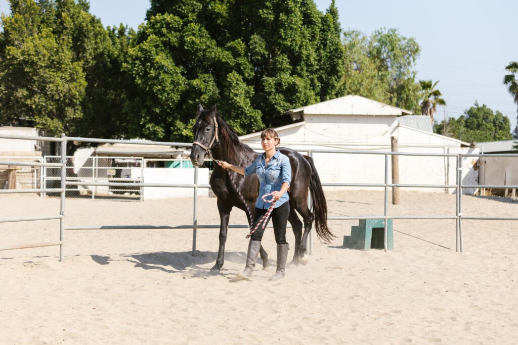 horse vision