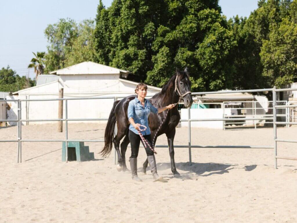 horse vision