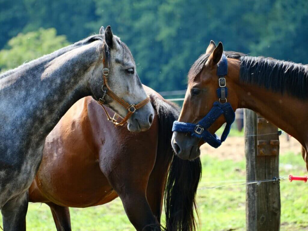 do horses cry