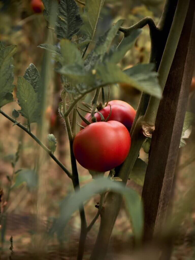Can horses eat tomatoes?