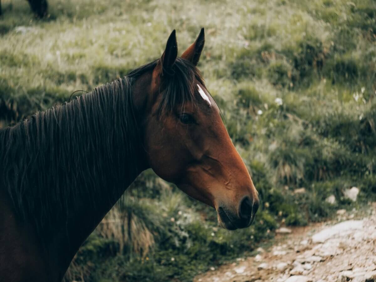 horse vision