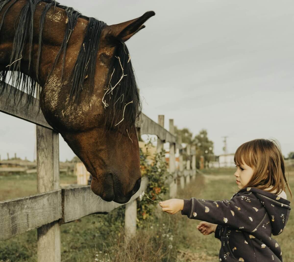can horses eat tomatoes?