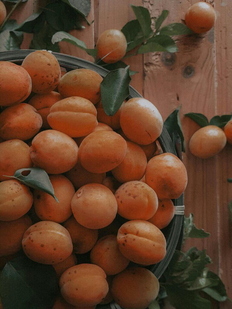 can horses eat peaches