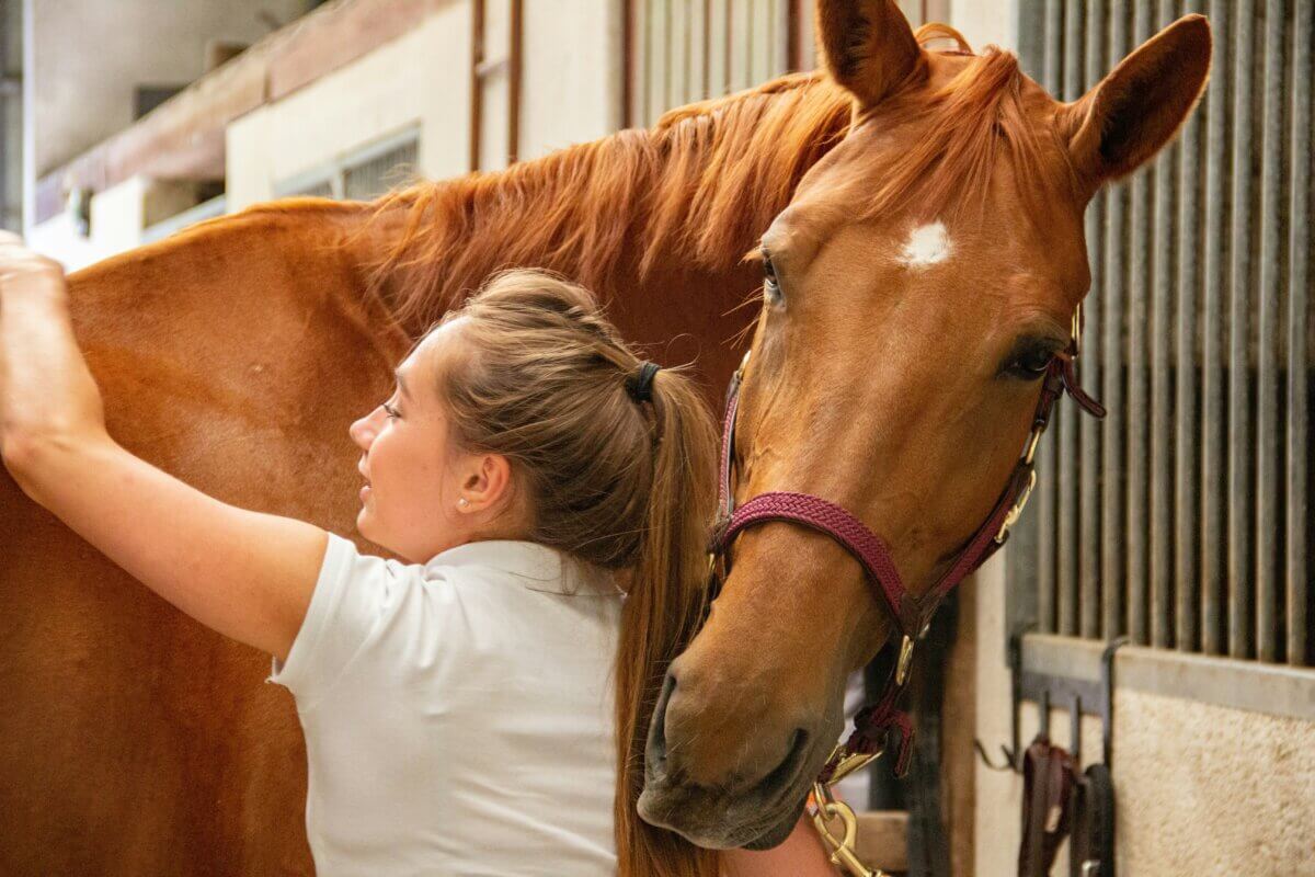 horse grooming kit
