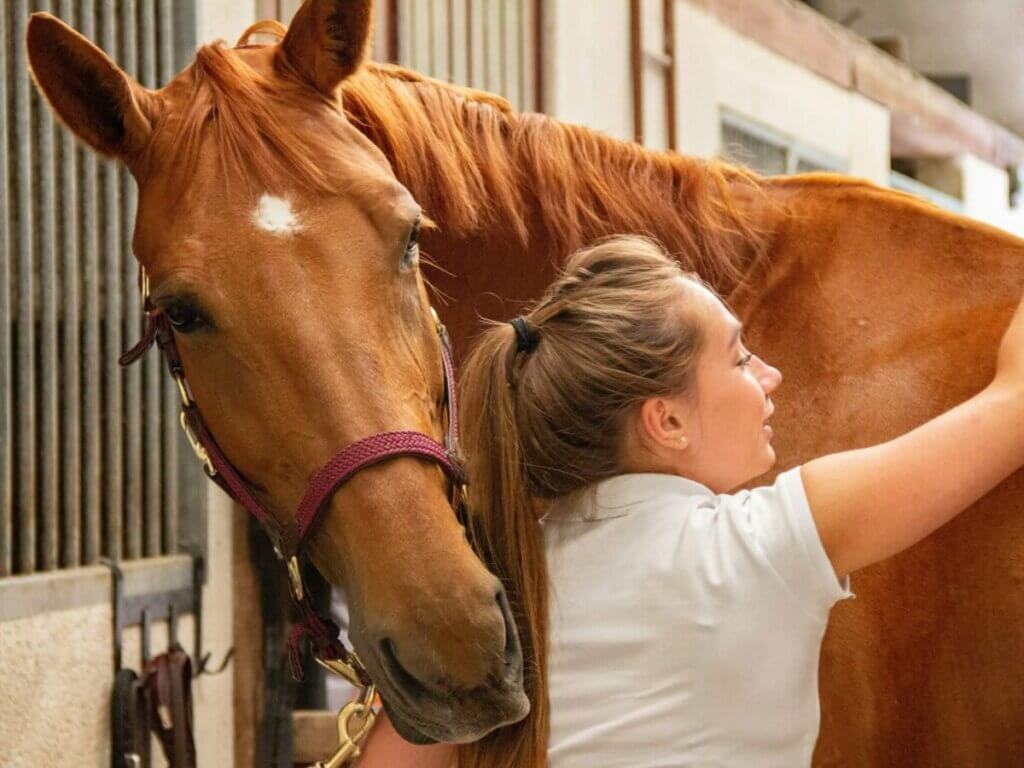 Horse Grooming Kit Guide: 9 Tools For A Happy, Healthy Horse