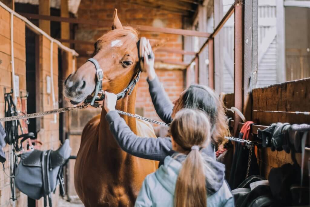 horse grooming kit