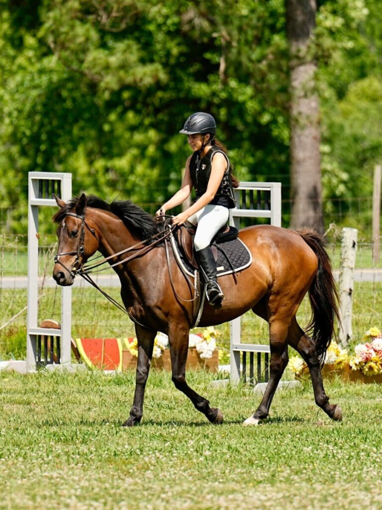 horse training equipment