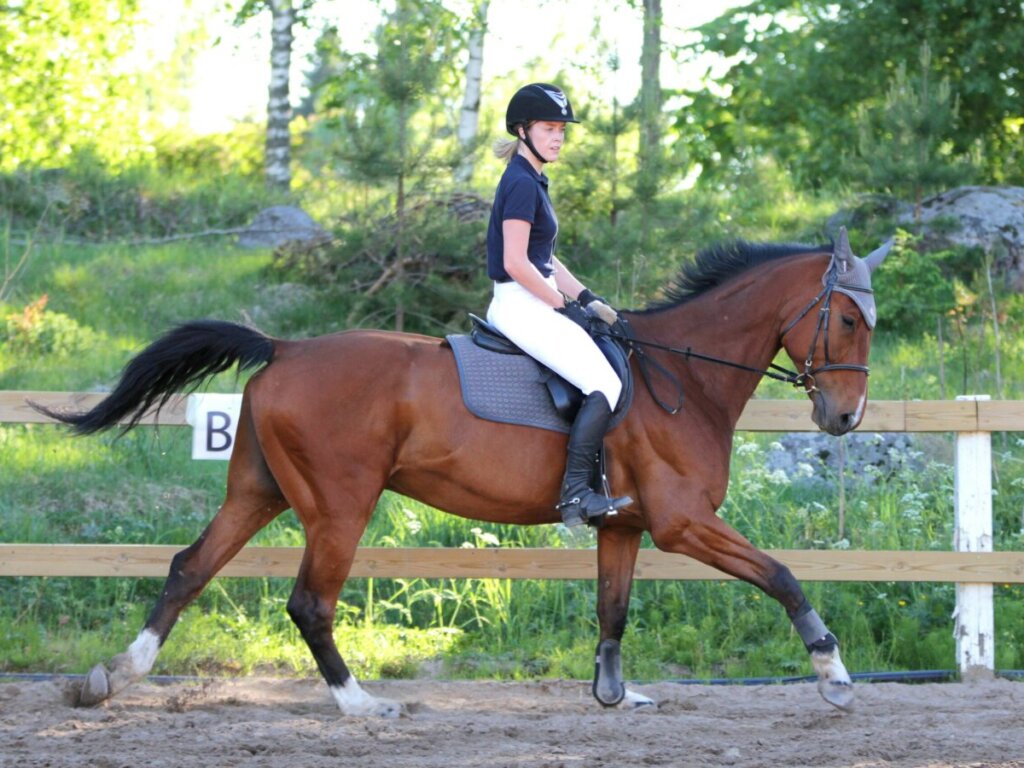 canter aids