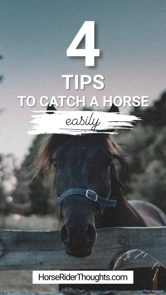 how to catch a horse