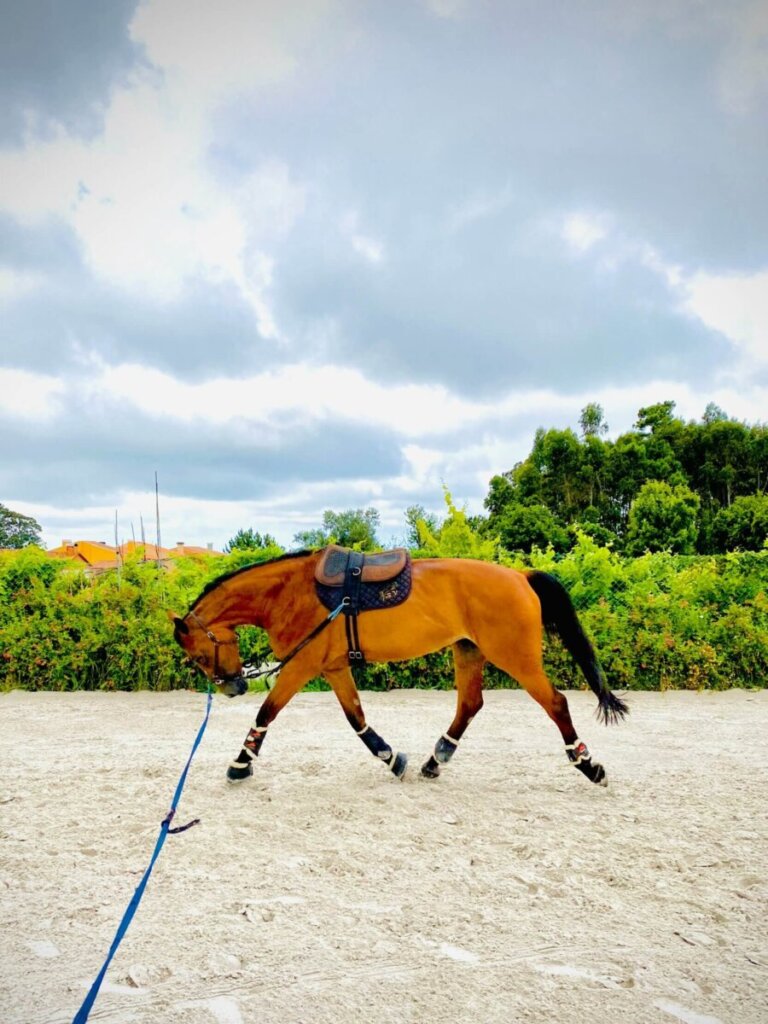 horse training equipment