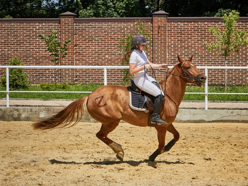 canter aids