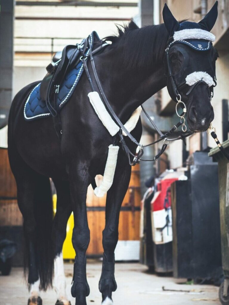 horse training equipment