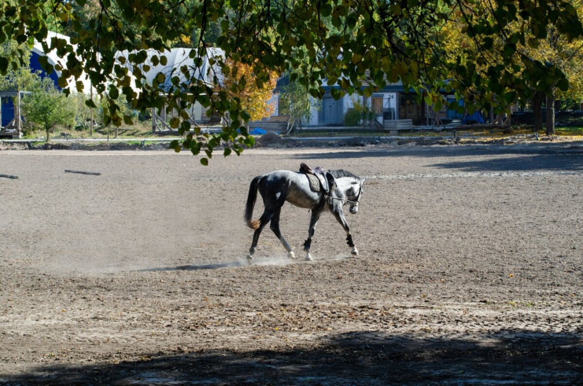 horse training equipment