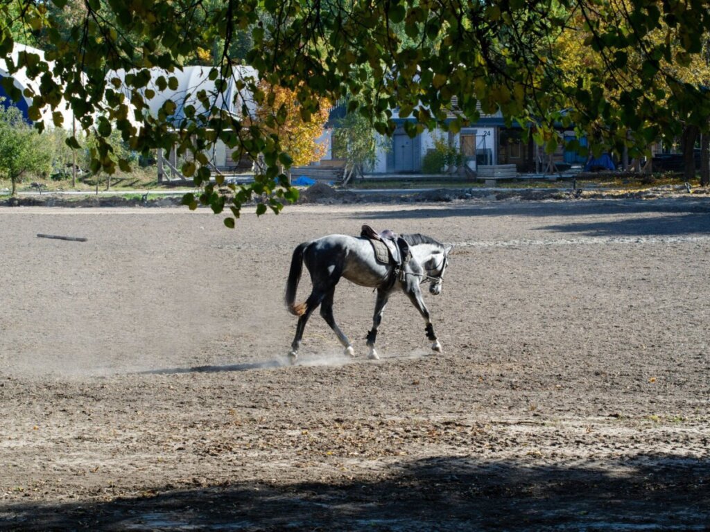 Horse Training Equipment: 20 Tools Worth Getting To Know