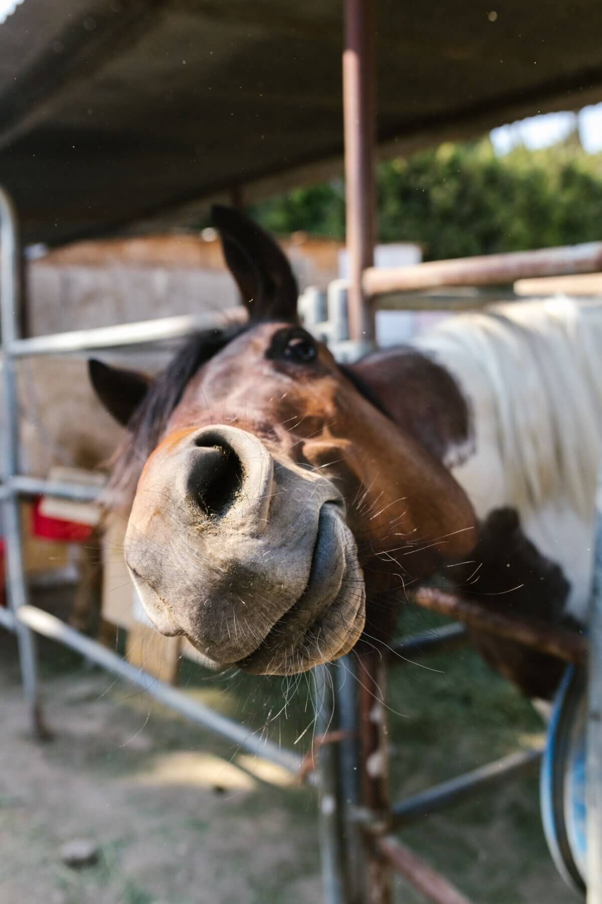 horse popsicle