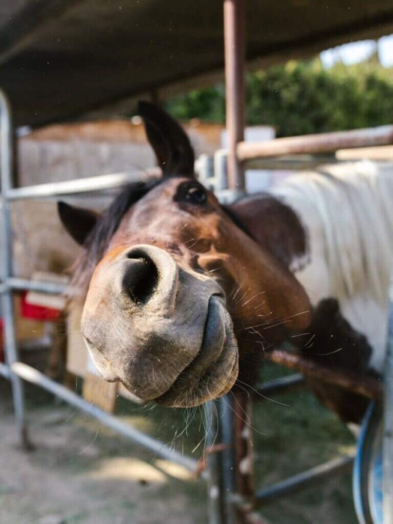 3 Horse Popsicle Recipes Your Horse Will Love
