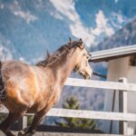how to catch a horse