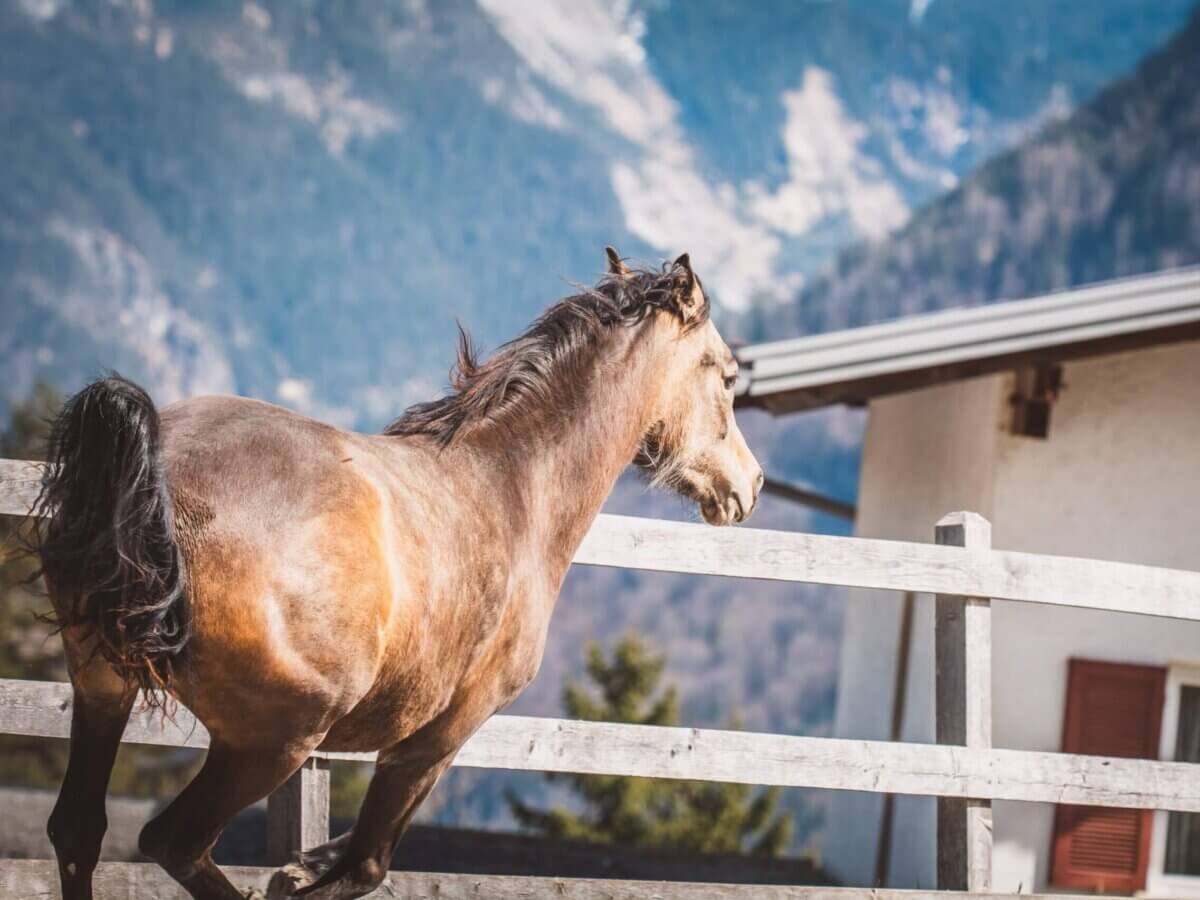 how to catch a horse