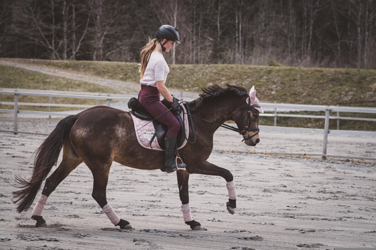 canter aids
