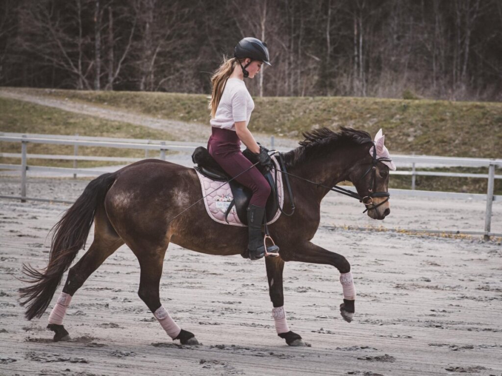 Canter Aids Explained: The Key Steps For A Perfect Transition