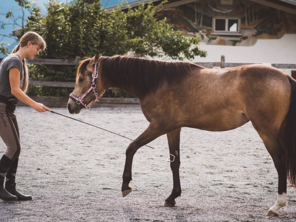 horse training equipment