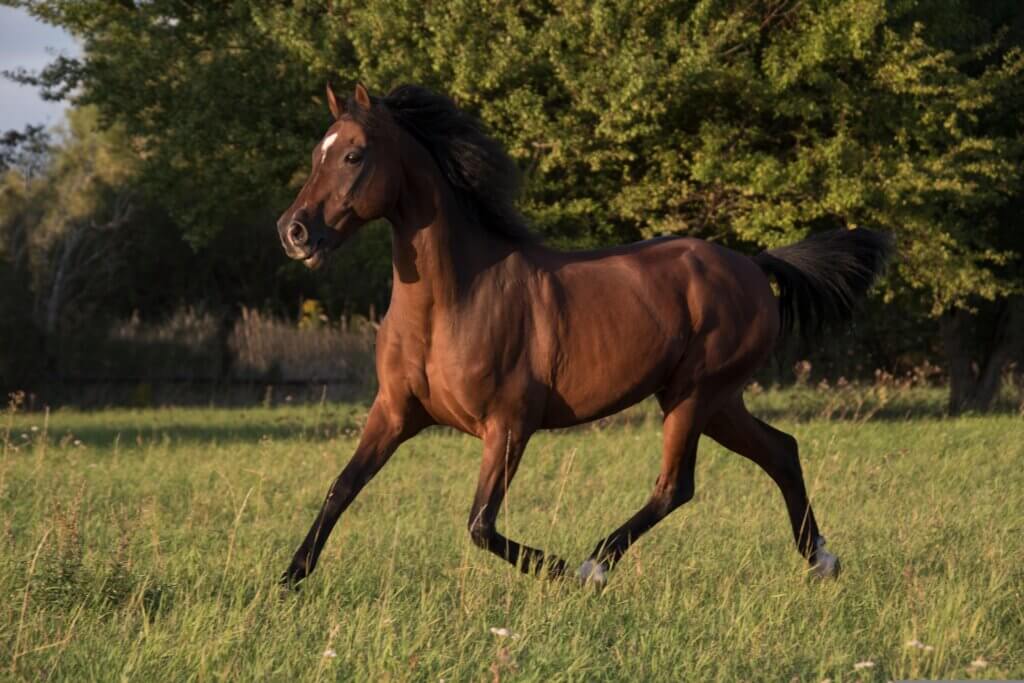 how to catch a horse