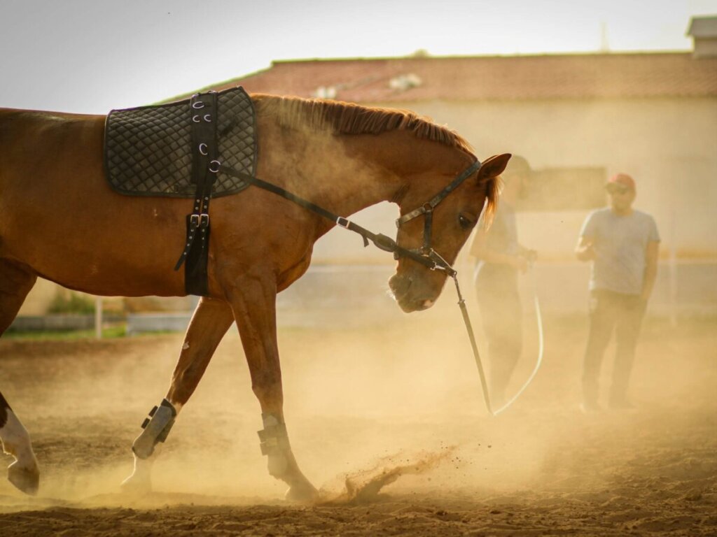 horse training equipment