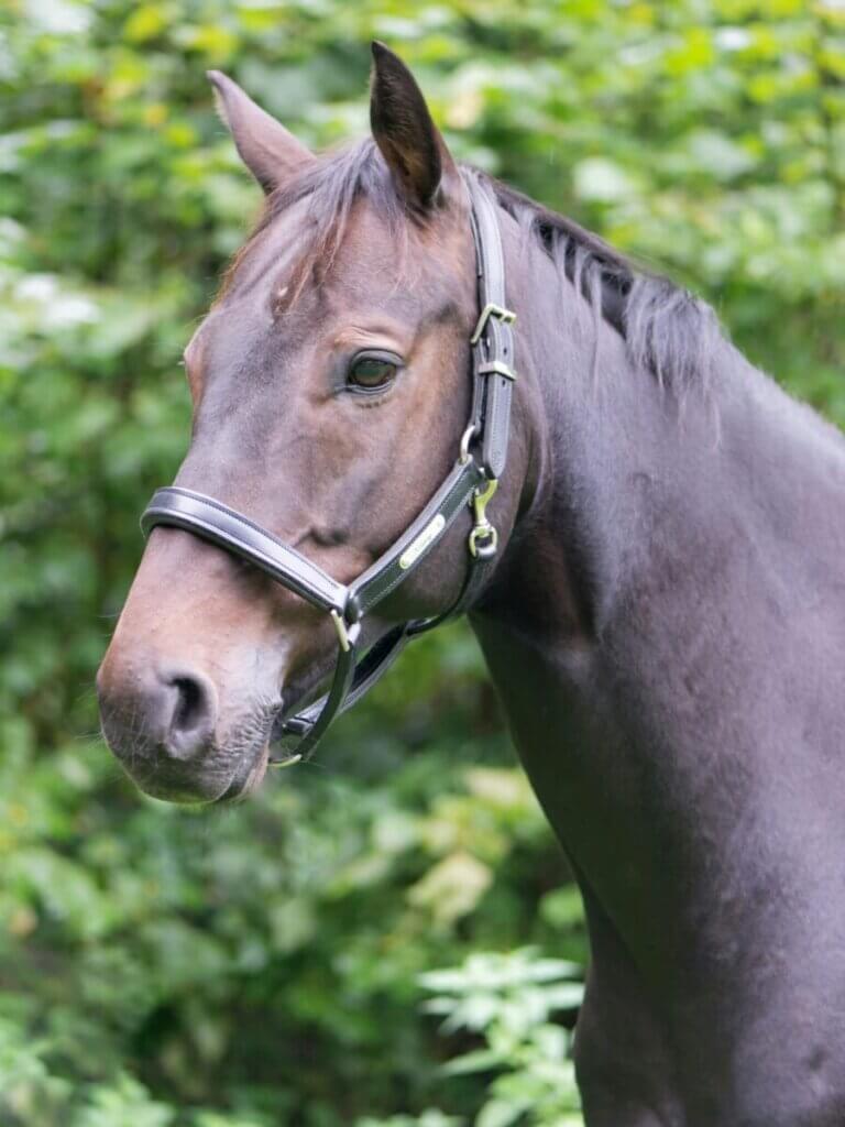 horse halter