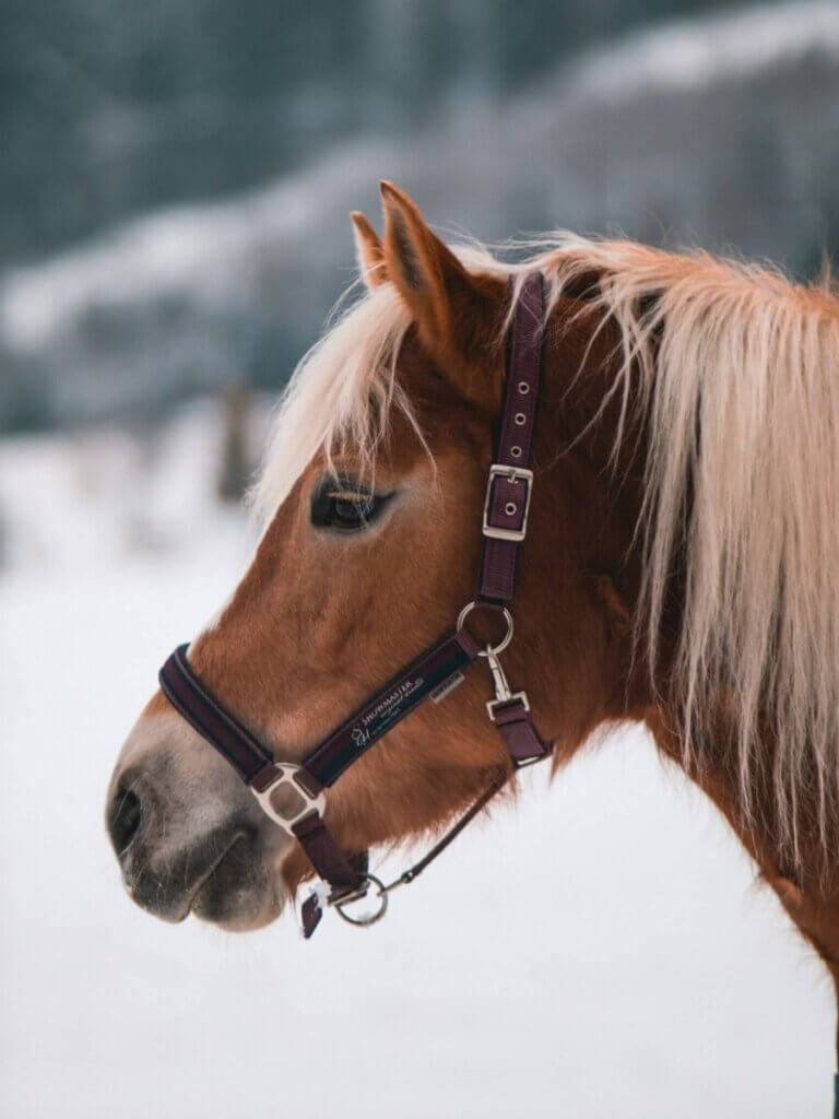 horse halter
