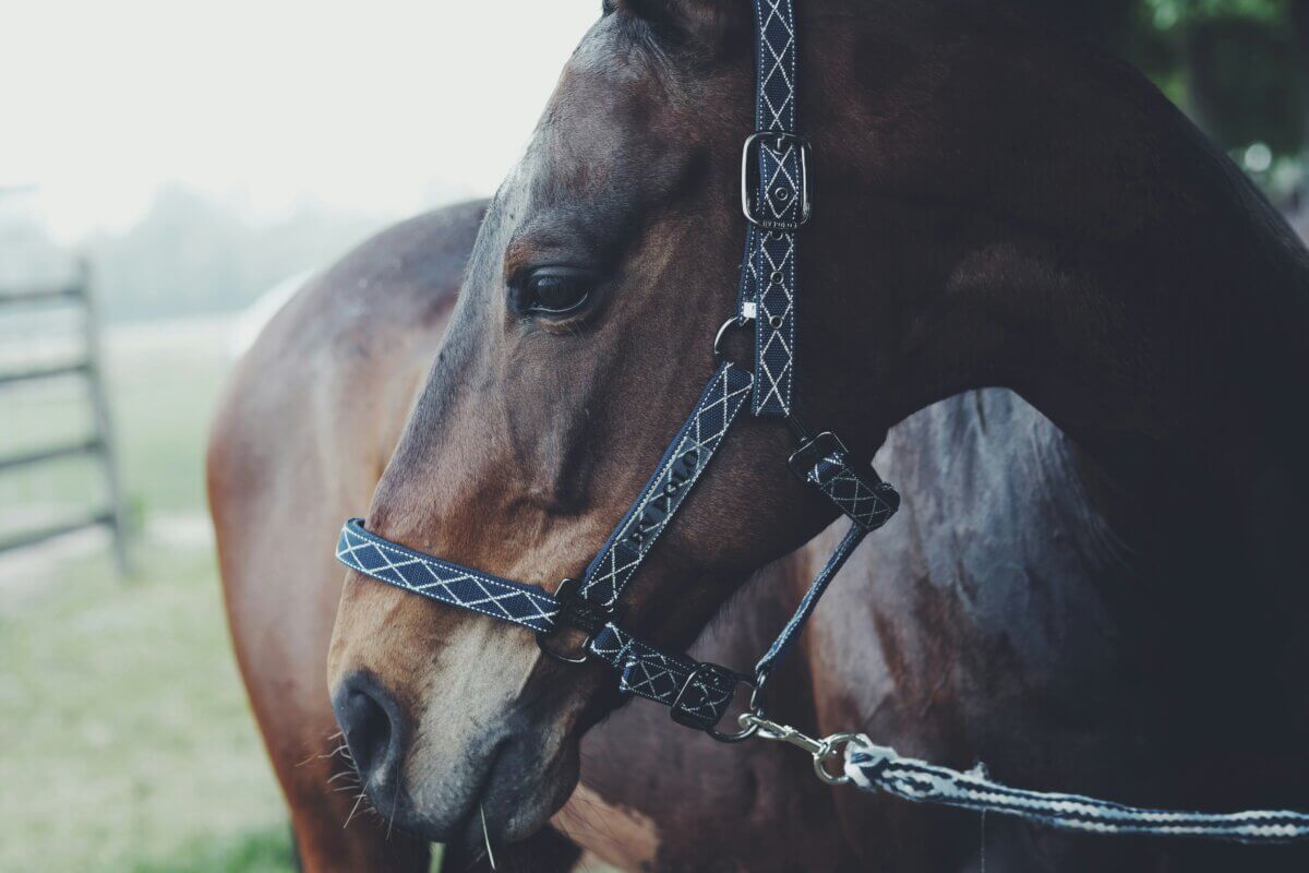 horse halter