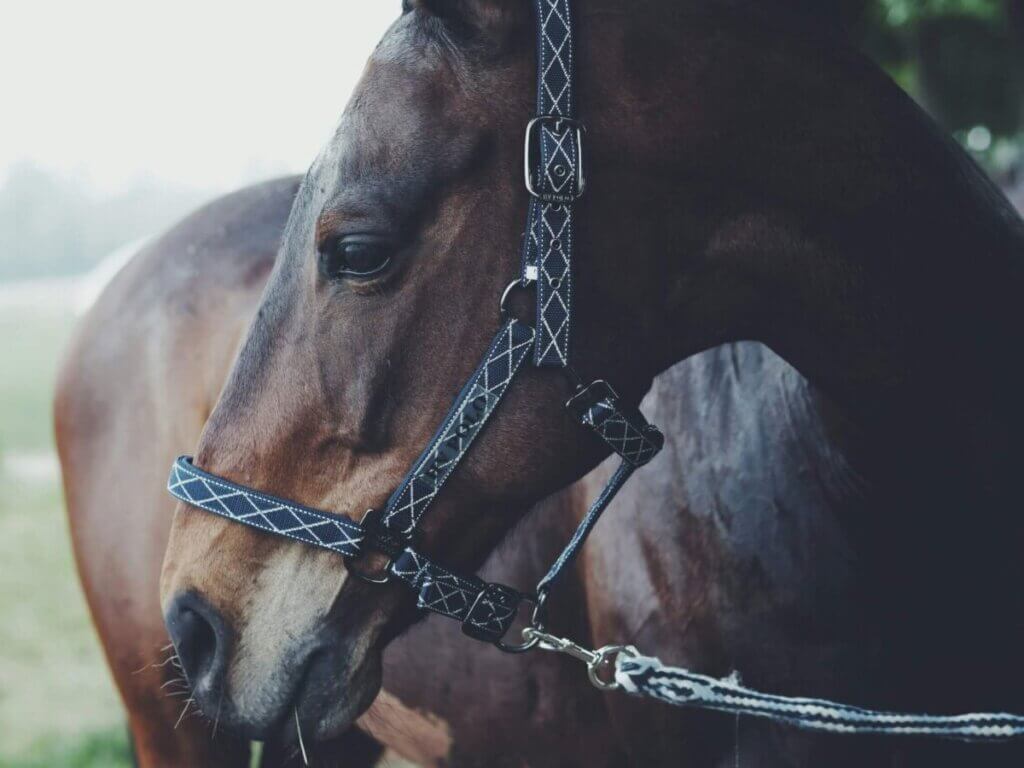 Horse Halter 101: What Is The Best For Your Horse?