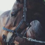 horse halter