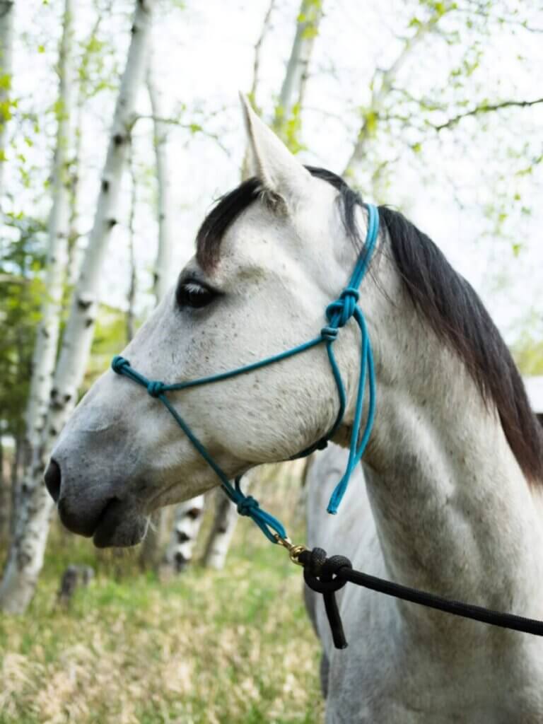 horse halter