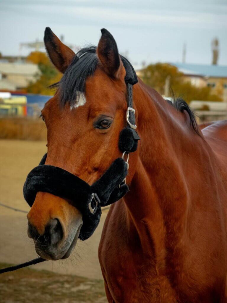 horse halter