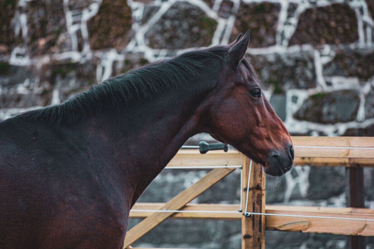 Horses Clipping