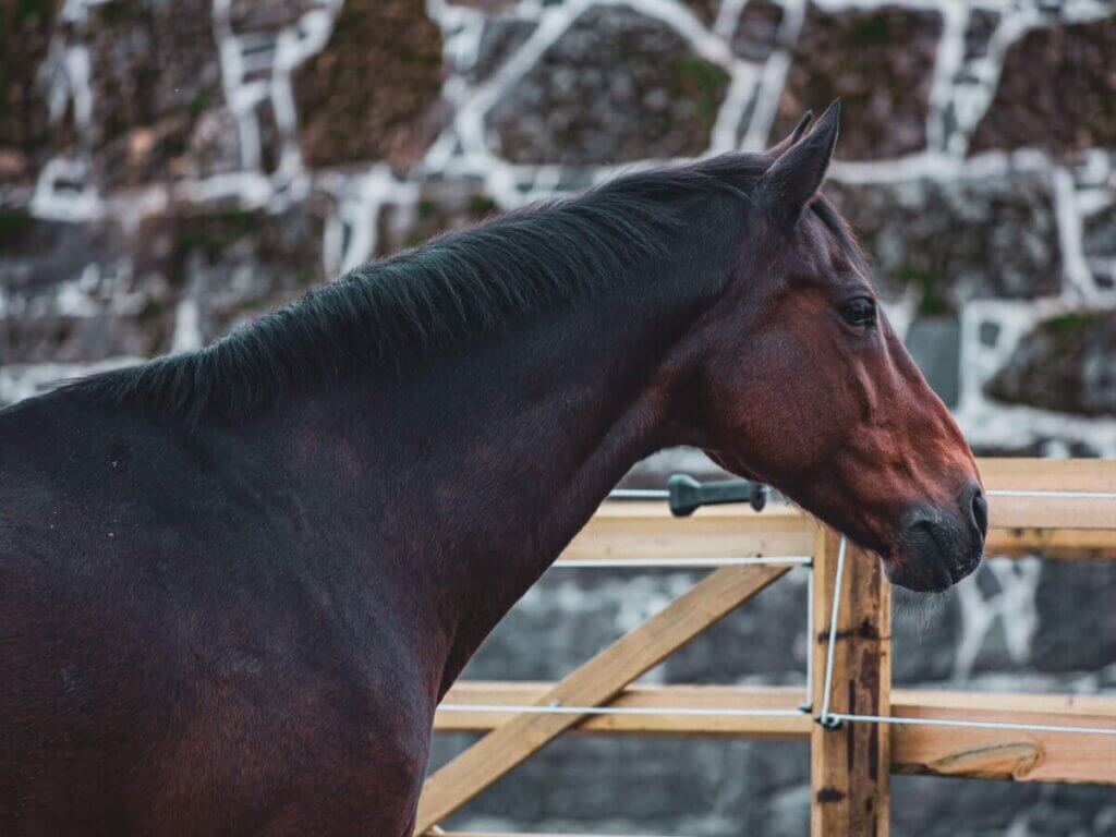 Horse Clipping: 8 Simple Tips to Make It Smooth & Easy