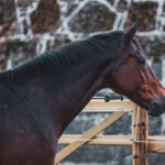 Horses Clipping