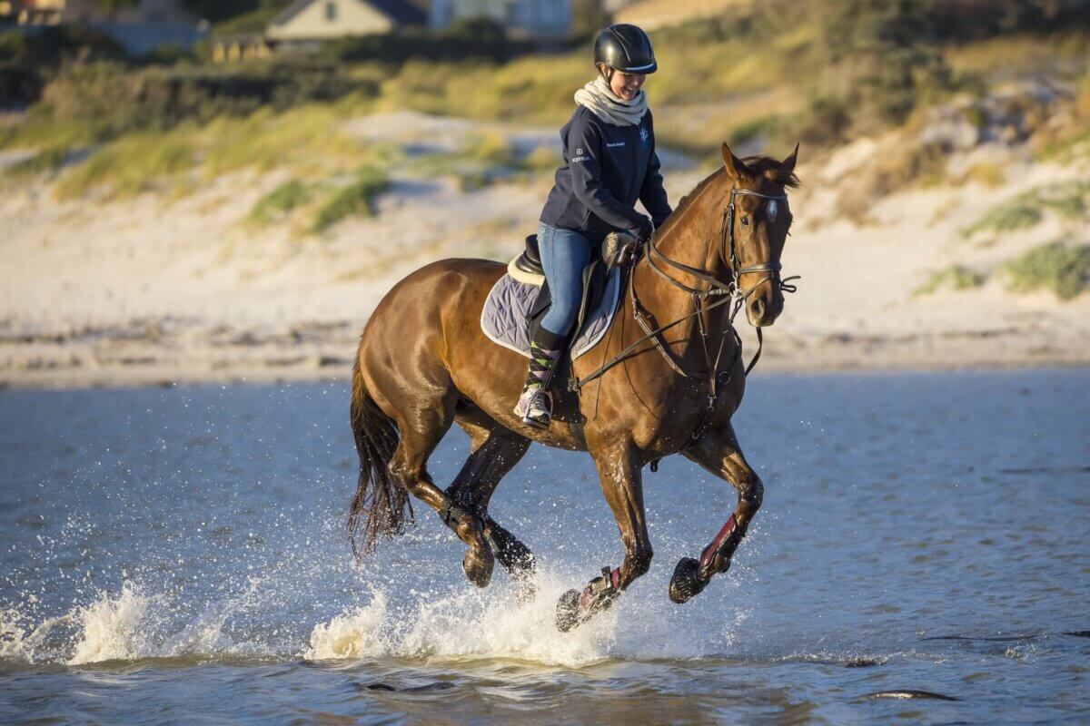 horse riding jackets
