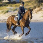 horse riding jackets